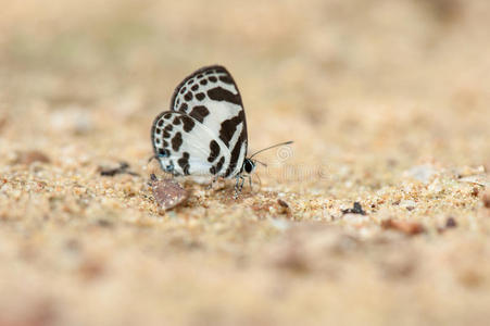 一只美丽的蝴蝶停在地上，泰国的蝴蝶