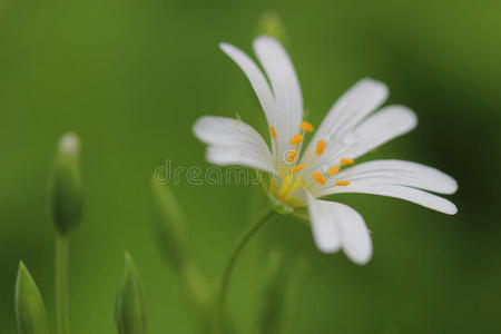 大针草花黄芩