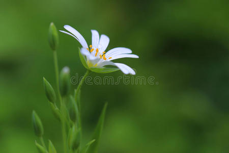 大针草花黄芩