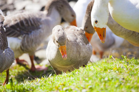鹅吃图片
