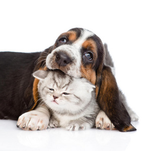 白底小狗巴塞特猎犬小狗咬小猫.白底隔离照片
