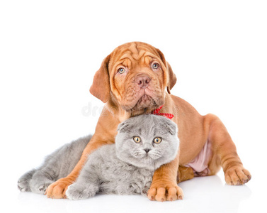 波尔多的小狗波尔多小狗拥抱灰色猫. 在白色背景上隔离照片