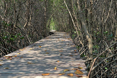 旅行 丛林 心尖 海洋 公园 森林 树叶 走道 红树林 长的