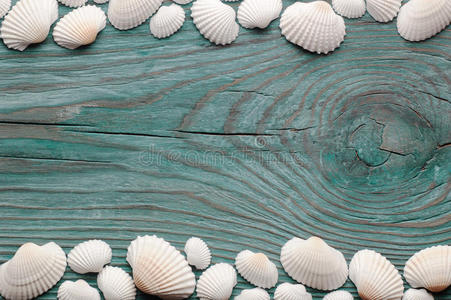 水族馆 生活 娱乐 海滩 贝壳 颜色 软体动物 海滨 明信片