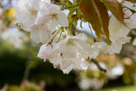 开花树