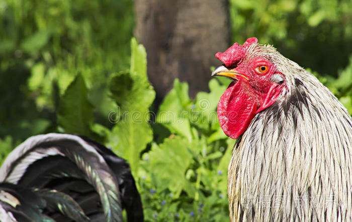 动物群 动物 公鸡 颜色 农场 对比 植物 杂色 自然