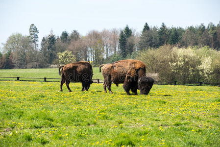 野牛在草地上吃草