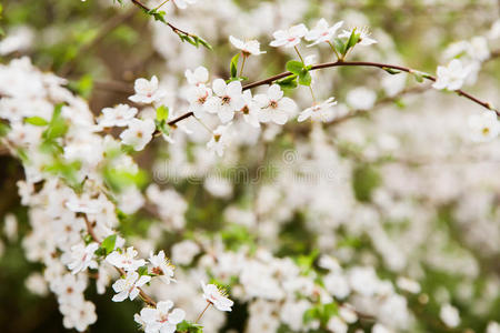 樱桃 分支 精灵 特写镜头 自然 植物学 集中 季节 樱花