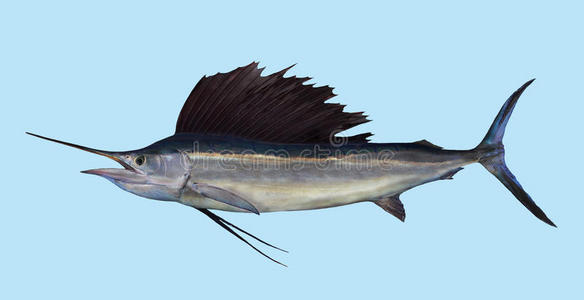 大西洋旗鱼捕鱼肖像照片