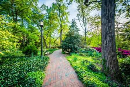 约翰霍普金斯大学人行道上的花园和树木，我