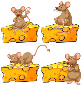 四种姿势的老鼠和奶酪