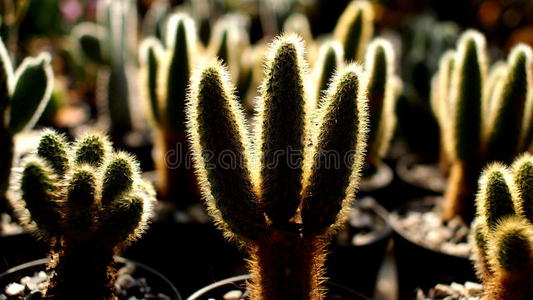 热的 沙漠 特写镜头 植物区系 卡蒂 园艺 轮廓 花园 棘球绦虫