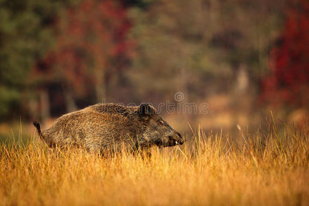 大野猪，苏斯克鲁法，在草地上奔跑，红色的秋林背景，动物在自然栖息地，德国