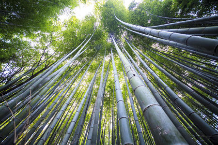 京都阿拉山美丽的竹林