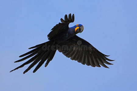 大蓝鹦鹉风信子马考，风信子，野鸟在深蓝色的天空上飞翔，大自然中的动作场景