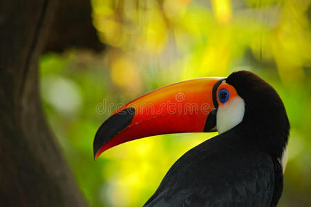 丛林 亚马逊 鸟类 颜色 可爱的 五颜六色 巴西 森林 鸟类学