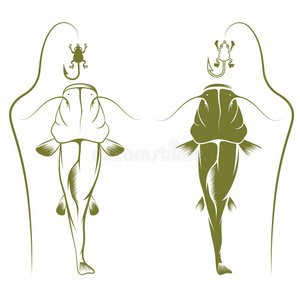 动物 绘图 海的 插图 偶像 青蛙 小溪 诱饵 规模 鲶鱼