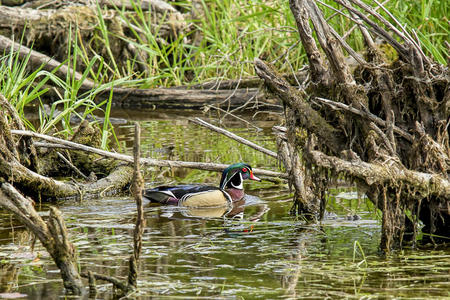 美丽的 自然 眼睛 鸟类 动物 湿地 鸭子 野生动物 游泳