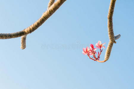 放松 治疗 树叶 植物 花园 自然 美丽的 粉红色 香水