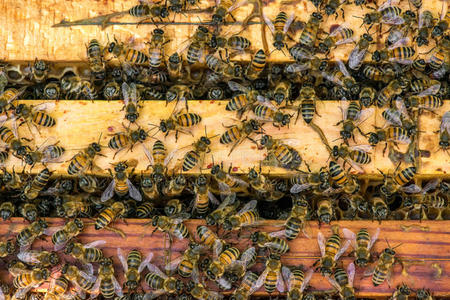 蜜蜂在蜂房蜂窝上的特写