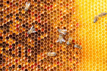 蜜蜂在蜂房蜂窝上的特写