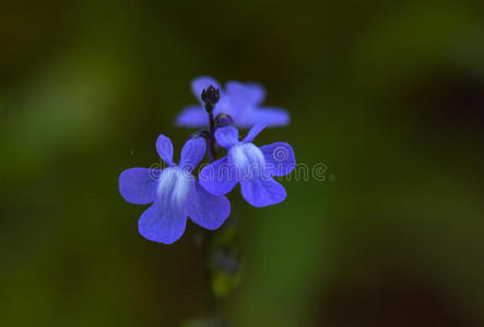 蓝色蟾蜍花