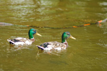 家禽 水坑 鸭子 绿头鸭 鸭科 动物 库特 斯坦伯格 公园