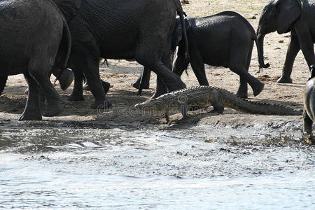 大象对鳄鱼，汉旺格国家公园，津巴布韦