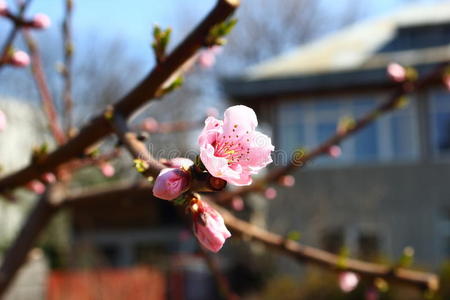 春暖花开