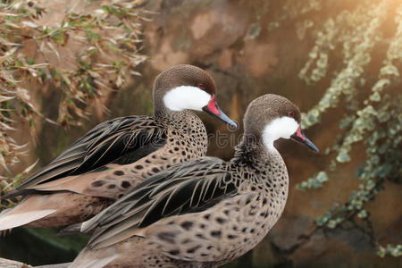 特写镜头 鸟类学 自然 池塘 公园 普通话 家禽 淡水 羽毛