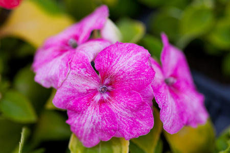 蛇的头花金猪戴着针织围巾和杯子,坐在花园里有趣的秋天景象上guine