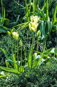 春天 植物 漂亮的 生活 领域 生长 美丽的 自然 花束