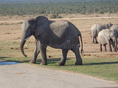 大象在Safaripark南非，一边看着镜头