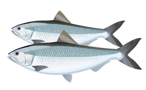 鲱鱼鱼图片