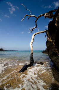 在普阿科海滩烧干木头