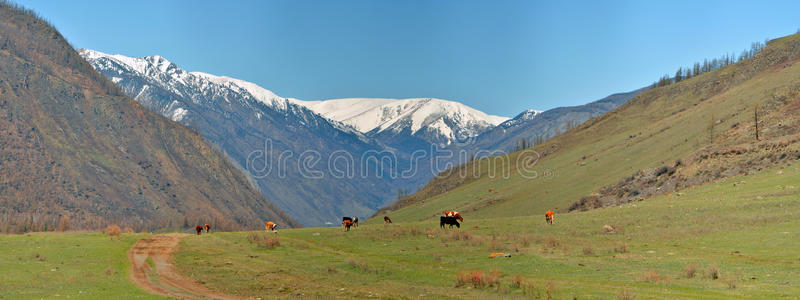 奶牛在白雪皑皑的山峰的背景下在高山草地上放牧