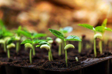 植物幼苗