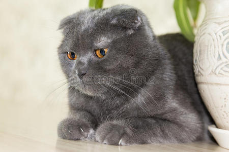 优雅的灰耳苏格兰折叠猫躺在桌子上