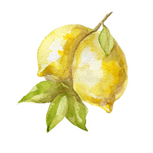 农事 颜色 柑橘 柠檬 插图 苹果 水果 植物 农业 艺术