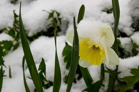 雪地里的水仙