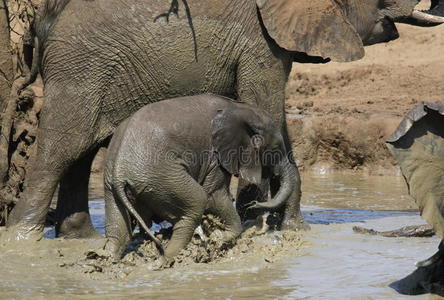 非洲灌木大象，非洲罗索达