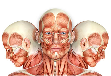 脸部肌肉侧面图图片