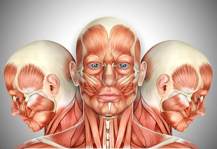 面部肌肉三维男性面部肌肉解剖与侧面视图照片