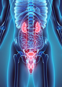 泌尿系统图解泌尿系统三维图解,医学概念.照片