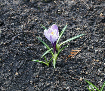 花园里的番红花