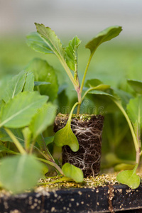 植物 宝贝 堆肥 季节 辣椒粉 种植 农业 生长 希望 公司