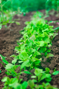 领域 生长 沙拉 成长 食物 蔬菜 健康 土壤 农事 温室