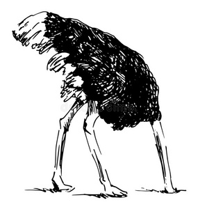 手素描鸵鸟,你的头在沙子里照片