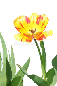 开花 郁金香 美丽的 植物区系 植物学 花的 春天 植物