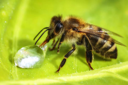 蜂巢 收集 花粉 殖民地 无人机 效率 果冻 食物 爱好